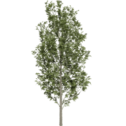 Fraxinus excelsior D summer