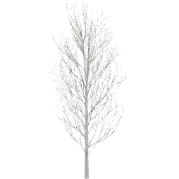 Fraxinus excelsior D winter