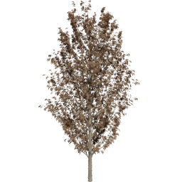 Fraxinus excelsior E autumn