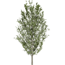 Fraxinus excelsior E summer