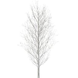 Fraxinus excelsior E winter