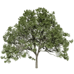 Fraxinus excelsior F summer