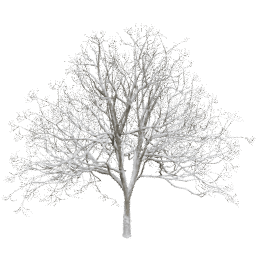 Fraxinus excelsior F winter