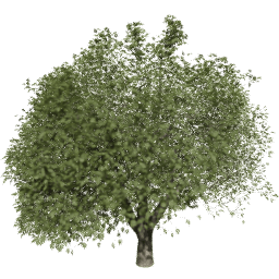 Fraxinus excelsior T summer