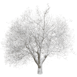 Fraxinus excelsior T winter