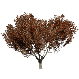 Heteromeles arbutifolia A autumn