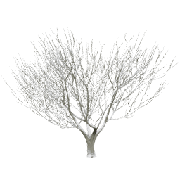 Heteromeles arbutifolia A winter