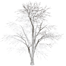 Juglans regia A winter