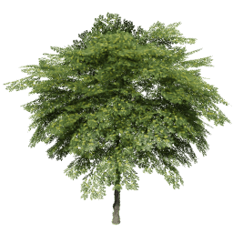 Juglans regia B spring