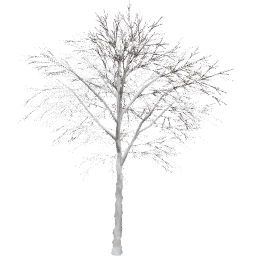 Juglans regia B winter