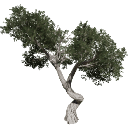 Juniperus osteosperma A summer