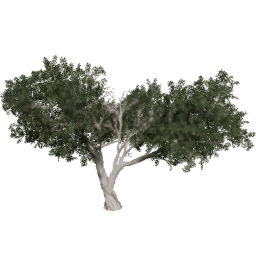 Juniperus osteosperma B summer