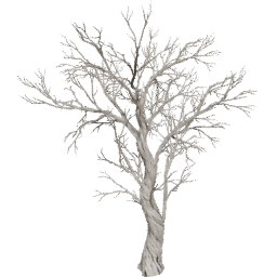 Juniperus osteosperma D summer