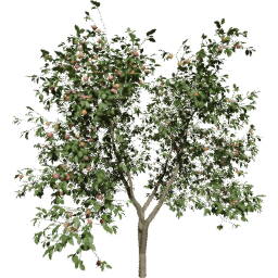 Malus domestica A summer