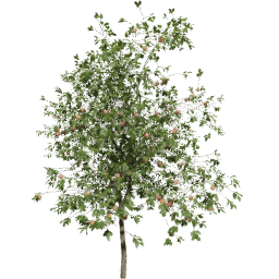 Malus domestica B summer