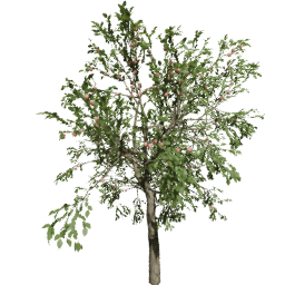 Malus domestica C summer