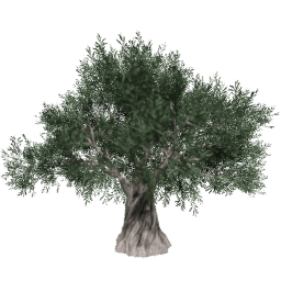 Olea europaea A summer