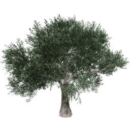 Olea europaea B summer