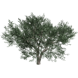 Olea europaea E summer
