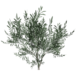 Olea europaea F summer