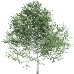 Populus tremuloides A summer