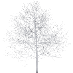 Populus tremuloides A winter