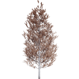 Populus tremuloides B autumn
