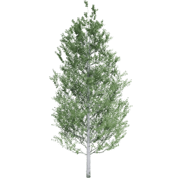 Populus tremuloides B summer