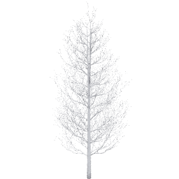 Populus tremuloides B winter