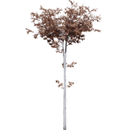 Populus tremuloides C autumn