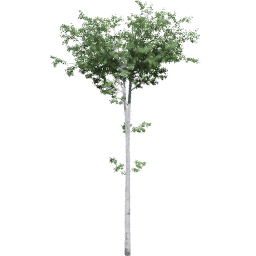 Populus tremuloides C summer