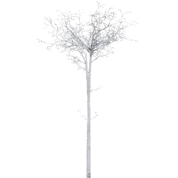 Populus tremuloides C winter