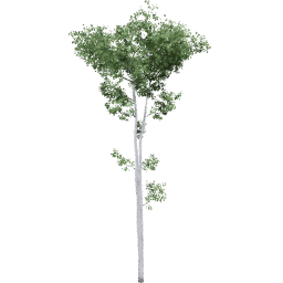 Populus tremuloides D summer