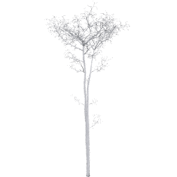 Populus tremuloides D winter