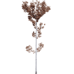 Populus tremuloides E autumn