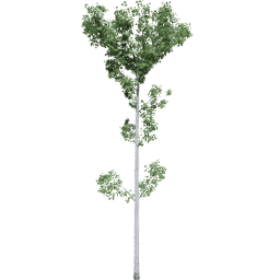 Populus tremuloides E summer