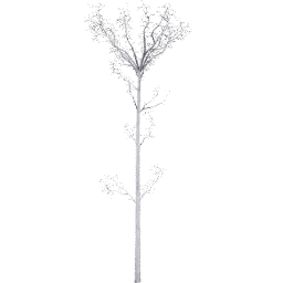 Populus tremuloides E winter