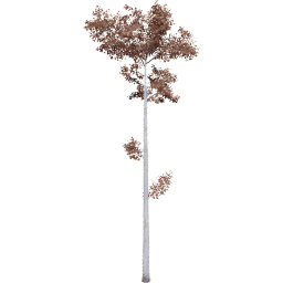 Populus tremuloides F autumn