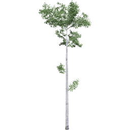 Populus tremuloides F summer