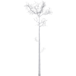 Populus tremuloides F winter