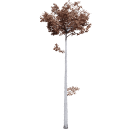 Populus tremuloides G autumn
