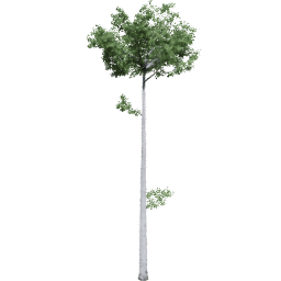 Populus tremuloides G summer