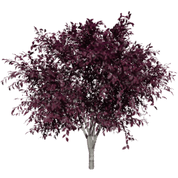 Prunus cerasifera A autumn