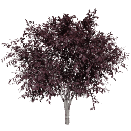 Prunus cerasifera A summer