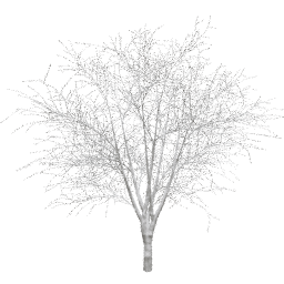 Prunus cerasifera A winter