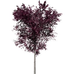 Prunus cerasifera B autumn