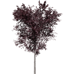 Prunus cerasifera B summer