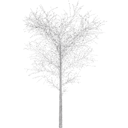Prunus cerasifera B winter