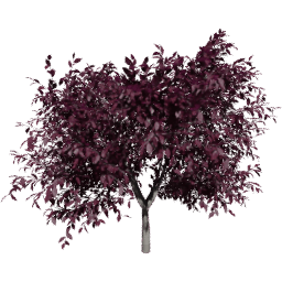 Prunus cerasifera C autumn