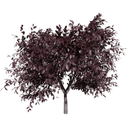 Prunus cerasifera C summer